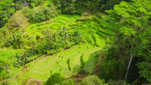 Terrasses de riz à Bali, Indonésie — Video