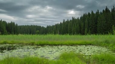 Karadağ, Avrupa 'daki Durmitor Ulusal Parkı' ndaki Barno gölünde zambaklar. Zaman Dilimi 4K.