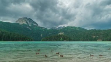 Dağ gölü ve kozalaklı orman, ördekler gölde yüzer. Durmitor, Karadağ. Zaman Dilimi 4K.