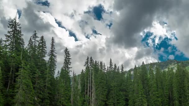 Fenyőfa hegyi erdő felhőkkel Montenegróban. 4K időintervallum. — Stock videók