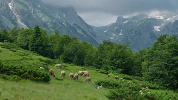 Grupa owiec na pastwisku stoją obok siebie w szwajcarskich Alpach. Timelapse 4K. — Wideo stockowe