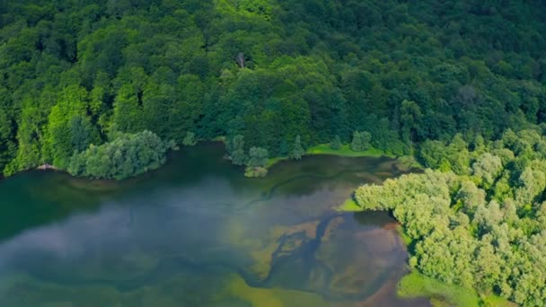 Beautiful green waters of lake with pine trees. Aerial view 4K. — Stock Video