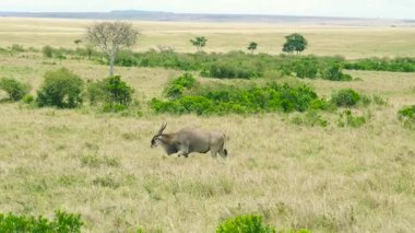 Issız bir ortak Eland antilobu, Kenya, Masai Mara, Kenya 'da çalılar ve akasya ağaçlarıyla benekli uçsuz bucaksız altın ovalarda yürüyor..