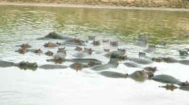 Mara Nehri 'ne batmış bir su aygırı sürüsü. Kafaları suyun üstünde duruyor. Maasai Mara, Kenya..