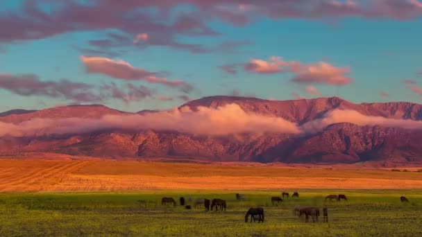 Chevaux broutant sur le terrain — Video