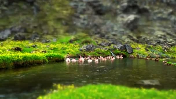 La gente si bagna nel geyser geotermico caldo — Video Stock