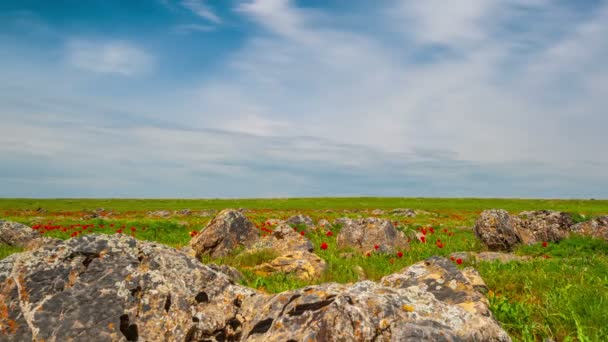 Rocky Terrain With Red Tulips — Stock Video