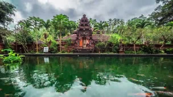 Fish pond with temple on the background — Stock Video