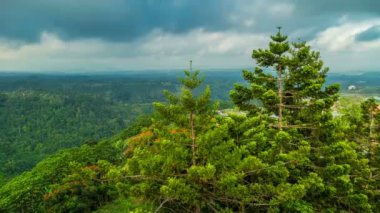 Bali iğne yapraklı orman