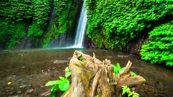 Árbol en el agua cerca de la cascada de Munduk — Vídeos de Stock