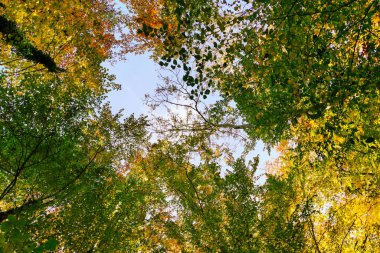 Ormanda güneş ışınlarıyla sonbahar. Sonbahar zamanı İsviçre ormanlarında yeşil, turuncu ve sarı yapraklar.