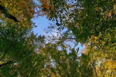 Ormanda güneş ışınlarıyla sonbahar. Sonbahar zamanı İsviçre ormanlarında yeşil, turuncu ve sarı yapraklar.