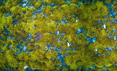 Güzel Parlak Yeşil yosunlar büyüyüp ormandaki sert taşları ve zemini kaplarlar. Makro görünüm ile göster. Duvar kağıdı için doğadaki yosun dokusuyla dolu kayalar.
