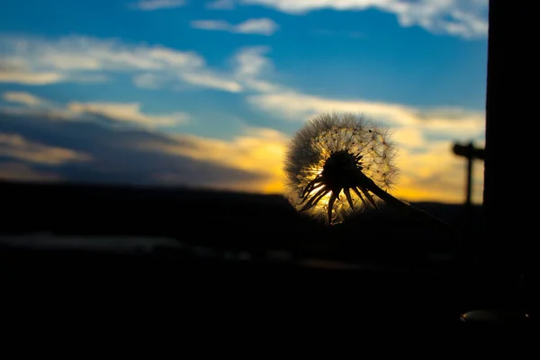 Semi Corona Alla Luce Del Sole Che Soffia Sfondo Verde — Foto Stock