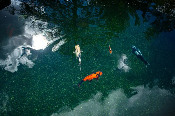 Ikan Koi Kolam Berenang Dan Bersantai Duribg Hari Yang Cerah — Stok Foto