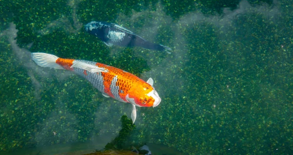 Peixe Koi Lagoa Nadando Relaxante Cavado Dia Ensolarado Fotografia De Stock