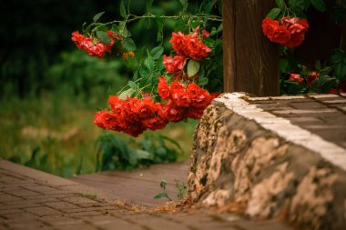 Güzel bir gül çalısı ne yazık ki yol üzerinde eğilmiş