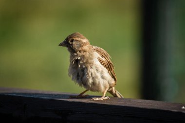 Şişman, iyi beslenmiş, kahverengi, memnun bir serçe dalgın dalgın oturuyor.