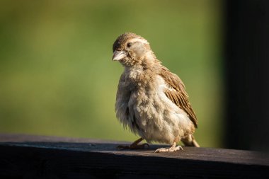 Şişman, iyi beslenmiş, kahverengi, memnun bir serçe dalgın dalgın oturuyor.