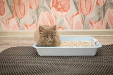 Mavi kedi kumu kutusunda saklanan küçük sevimli gri tüylü kedi yavrusu.