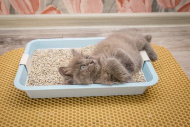 Mavi kedi tepsisinde uzanan tüylü küçük bir kedi yavrusu dikkatle yukarı bakıyor.