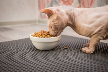 Kel bir kedi, sarı kauçuk bir paspasın üzerindeki tabaktan iştahla yemek yer.