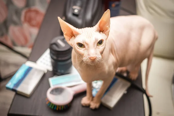 Eine Glatzköpfige Dicke Katze Steht Auf Dem Tisch Und Blickt — Stockfoto