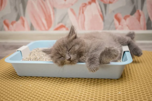 Kleines Graues Flauschiges Kätzchen Schläft Der Katzentoilette — Stockfoto