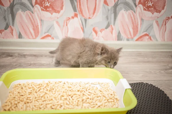 Küçük sevimli gri tüylü kedi yavrusu kedi kumu tepsisini kokluyor