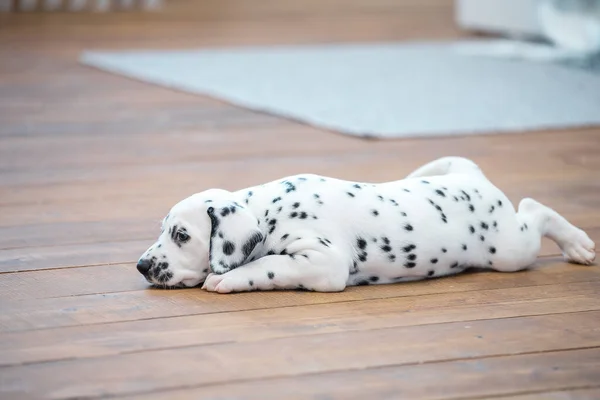 Little Dalmatian Puppy Lies Wooden Floor — Stock Photo, Image