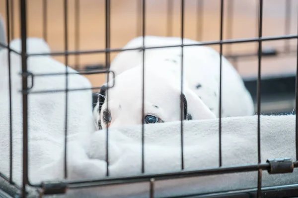 Dalmatian puppy hid under a blanket in a cage. — Stock Image Dalmatian Puppy Hid Blanket Cage Royalty Free Stock Images