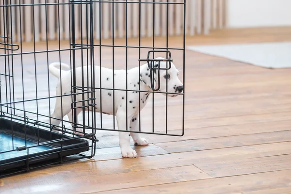 Pequeno Cachorrinho Dálmata Escondido Atrás Sua Gaiola — Fotografia de Stock