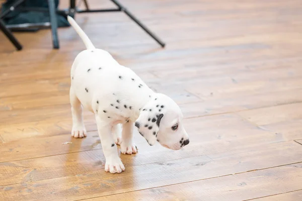 Pequeno Filhote Cachorro Dalmatian Caminha Cautelosamente Chão Madeira Com Cabeça — Fotografia de Stock