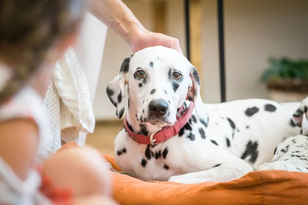Dalmatiner Hundemutter Streichelt Den Kopf — Stockfoto