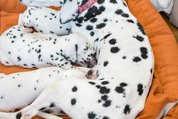 Dalmatiner Welpen Saugen Milch Von Mamas Hund — Stockfoto