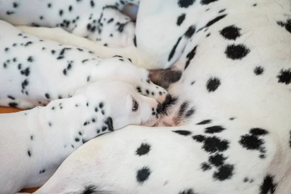 Dalmatiner Welpen Essen Muttermilch Auf Orangefarbenem Bett — Stockfoto