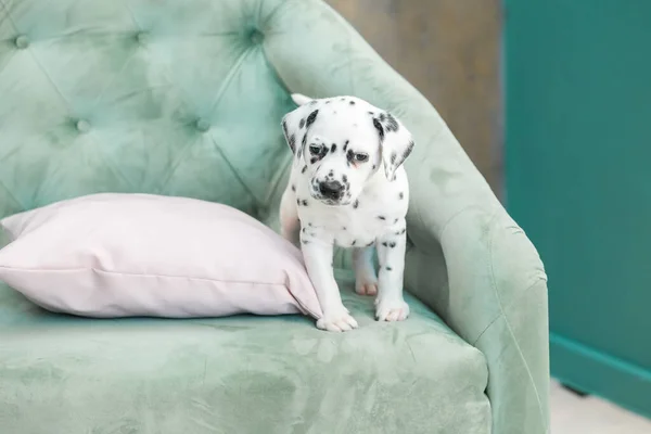 Pequeno Cachorrinho Dálmata Olha Para Baixo Sofá Com Cautela — Fotografia de Stock