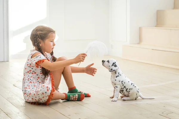 Küçük kız beyaz tüylü dalmaçyalı yavru köpekle oynuyor..