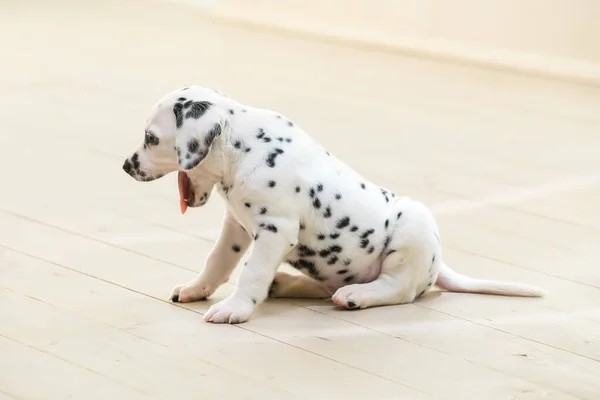 Pequeno Filhote Cachorro Dálmata Boceja Sonolento Sentado Chão Leve — Fotografia de Stock