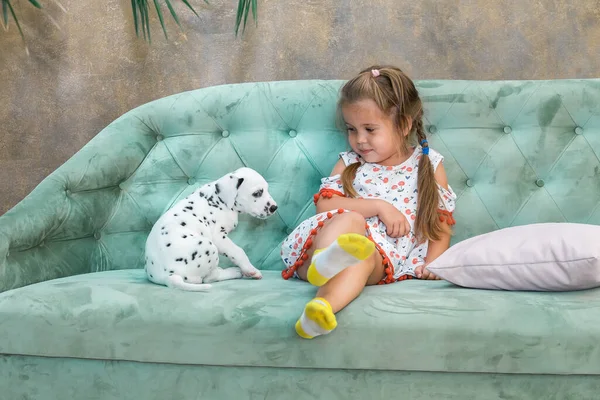 Küçük kız küçük bir dalmaçyalı köpekten korkuyor..