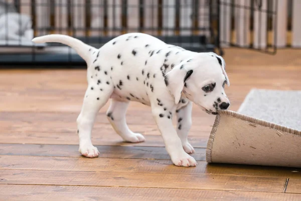 Kleiner Dalmatiner Welpe Nagt Einer Ecke Eines Grauen Teppichs — Stockfoto