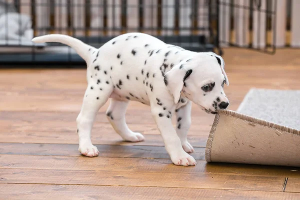 Küçük Dalmaçyalı köpek yavrusu gri bir halıyı kemiriyor..
