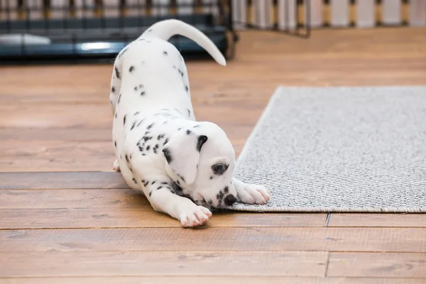 Kleiner Dalmatiner Welpe Nagt Einer Ecke Eines Grauen Teppichs — Stockfoto