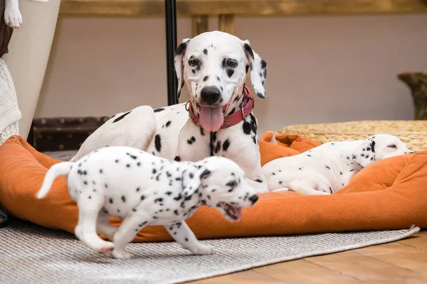 Mutter Dalmatiner Hund Umgeben Von Ihren Welpen — Stockfoto