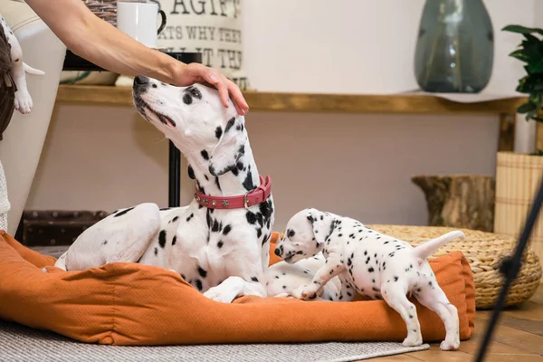 Mutter Dalmatiner Hund Umgeben Von Ihren Welpen — Stockfoto