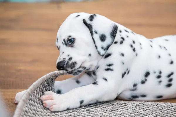 Cachorrinho Dalmatiano Pequeno Rói Uma Esquina Carpete Cinza — Fotografia de Stock