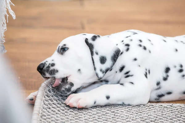 Little Dalmatian Puppy Gnaws Corner Gray Carpet — Stock Photo, Image