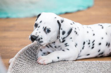 Küçük Dalmaçyalı köpek yavrusu gri bir halıyı kemiriyor..