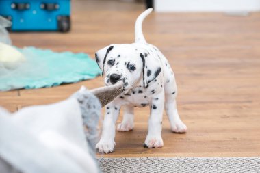 Küçük Dalmaçyalı köpek yavrusu gri bir halıyı kemiriyor..