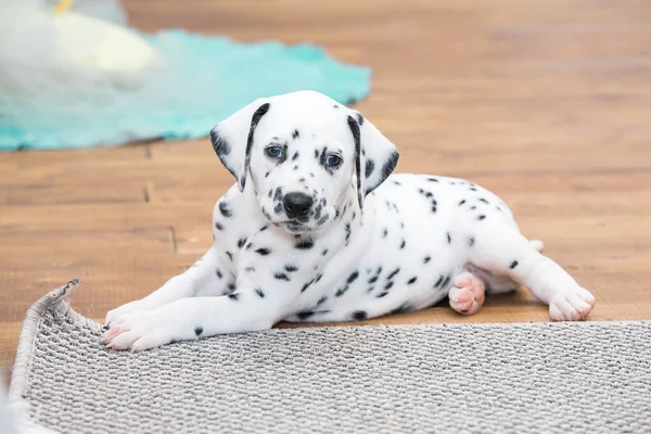 Küçük Dalmaçyalı köpek yavrusu gri bir halıyı kemiriyor..